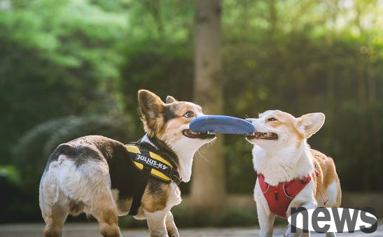 Dogs have these five feeding conditions, which indicates that they have longevity!