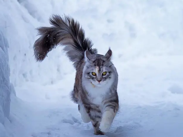 Do not seek medical treatment if you are in a hurry. The cat owner at home should do this when he is sick.
