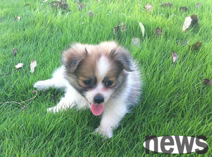 Don’t miss the golden period of dog bone growth!