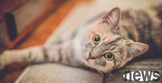 There are 4 ways for cats to 