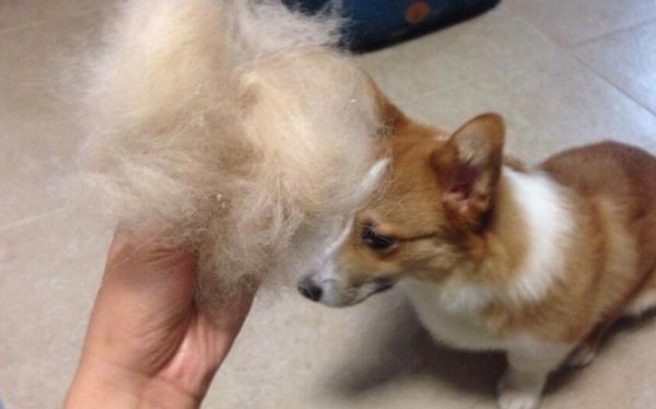 Dogs have large-scale hair loss, what are the ways to care for hair?