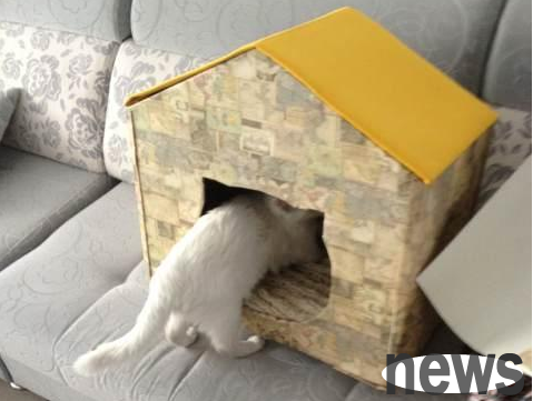 What should cats prepare for giving birth? Don’t know about poop shovelers, learn it!