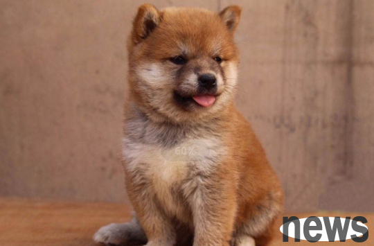 What s wrong with dogs having a cold? Come and have a look