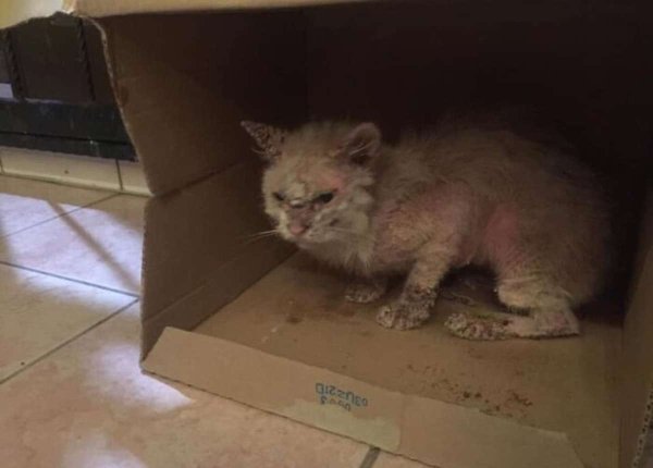 The bald cat broke into the backyard and waited for death. She was rescued by the owner. After 5 months, she transformed into 
