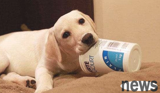 The puppy just took it home, and it would be a big loss if it didn t guarantee 