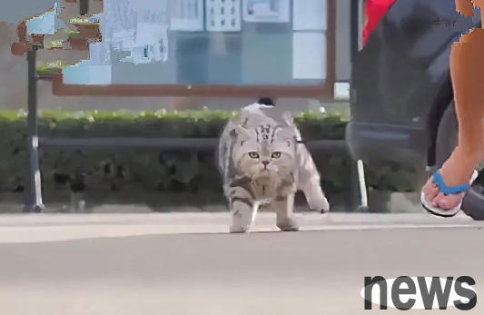 The cat s swaggering posture is so interesting!