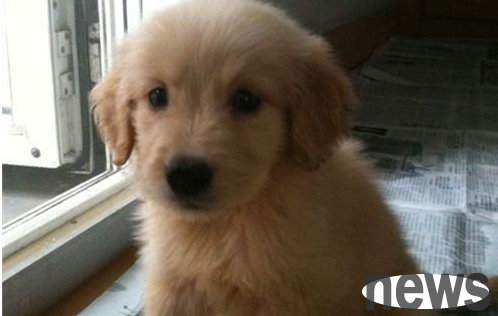 What s wrong with the dog I just bought? What are the reasons?