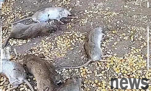 The mouse at home stole corn crazily and caught two Chinese pastoral cats, but the next day, the ground was full of wolves