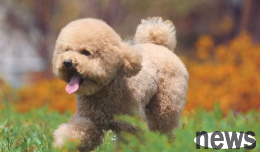 Three standards to follow when training puppies? Which three standards?