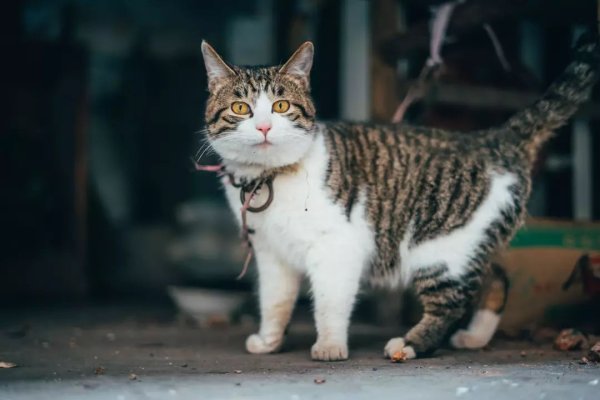 When the woman saw the three cats watching TV, she couldn t help but look at her question mark: Who did she learn this from?