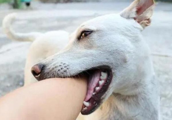 Do dogs need to be injected if they have bites and injured? Be careful