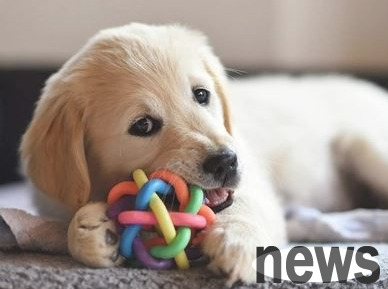 What should I do if my dog ​​doesn’t eat? What is the method?