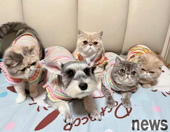 Don’t panic when you have cat ringworm. This is how to solve the problem of biting and catching people. Don’t step on the mine if you raise a cat.