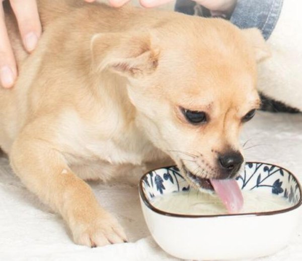 What is the function of dog milk powder? What dogs must drink milk powder?