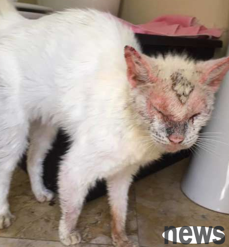 A scary skin-disease cat appears on the street and becomes a beautiful cat with different pupils after treatment!