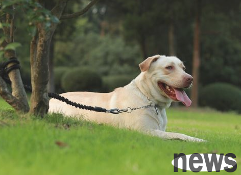 Only when dogs come to repay kindness can these major manifestations appear. Dogs occupy more than one