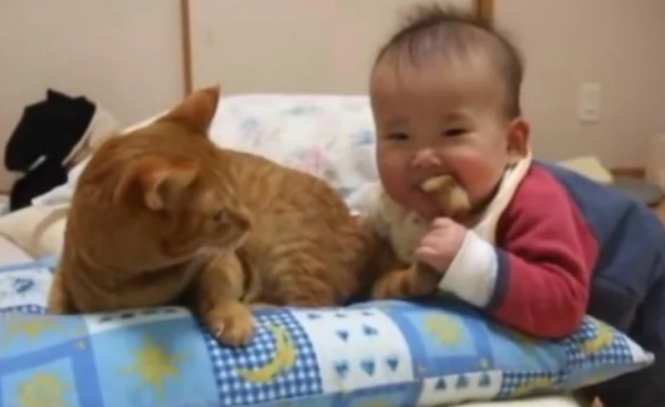 The orange cat was bitten by the little owner, and it grinned in pain, turned off the engine.