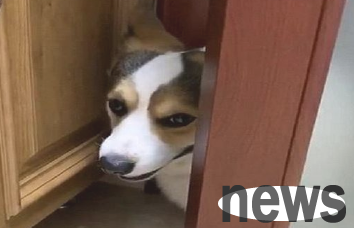 When the owner goes to the toilet, the dog always likes to watch it. What is the reason?