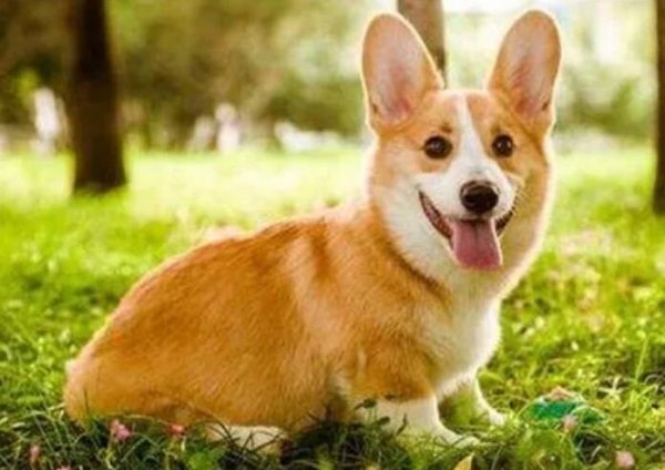 How can dogs be suppressed during estrus?