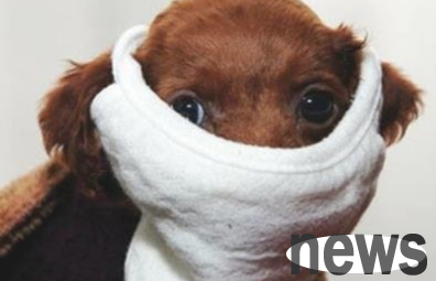 Causes and first aid measures for puppies  difficulty breathing