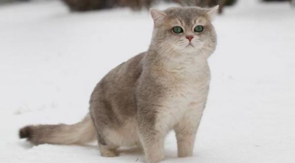 A man abused his cat in the street in Taiyuan: Boiled water to water pregnant female cat, 4 kittens in her belly died