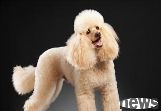 These 4 kinds of dogs are well-known for their intelligence, whoever raises them will be happy and happy
