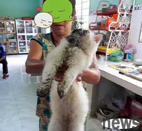 The aunt brought the Siamese cat to take a shower, looking at the dirty things on the cat, and she didn t wash it even if she gave it to 100.