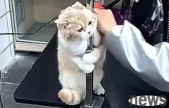 The veterinarian took the cat for sterilization, but the veterinarian was slow to take the knife. The owner went in and saw that the world was still there.