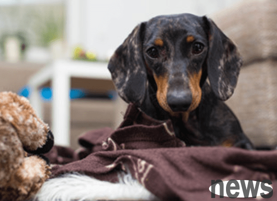 What should I do if a puppy has diarrhea? The puppy has diarrhea