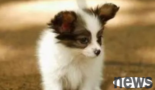 What factors cause epilepsy in dogs? Come and have a look