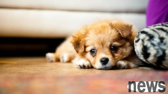 What to do if there is bone and joint pain in pet dogs? Puppy Musculoskeletal Professional Skills!