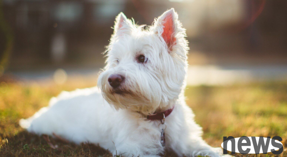 How to care for dogs with longer hair? Must-see for pet owners
