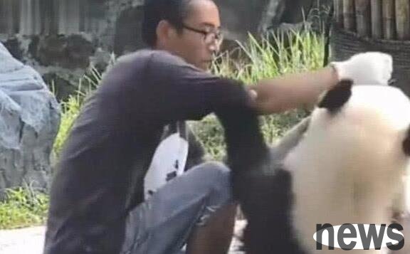 Panda acts coquettishly with the keeper for food, the picture is warm and touching