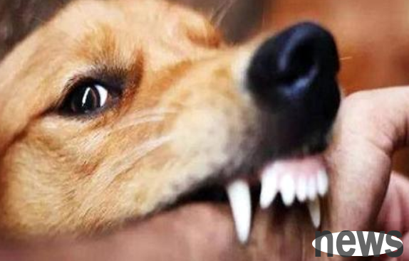 How to train dogs to bite in rural areas? That might be more useful