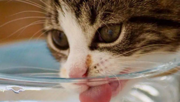 God ~ The water my cat drinks is actually cleaner than what I drink!
