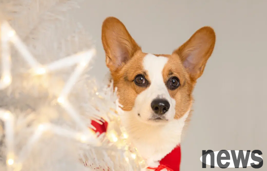 What kind of antiworming medicine should be used if there are insects in dogs’ eyes?