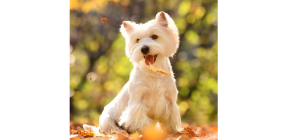 A summary of the 6 types of dogs with 