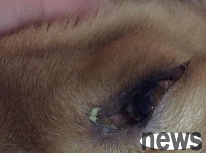 What is the reason for too much eye poop? Do you know?