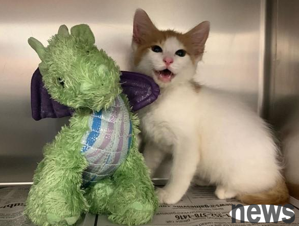 The timid cat is hiding behind the doll, and the doctor finally decided: do it together!