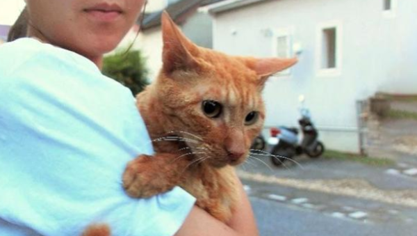 The orange cat became fat as a ball when wandering, and was adopted and thinner and thinner, and was abandoned by its owner for the second time!