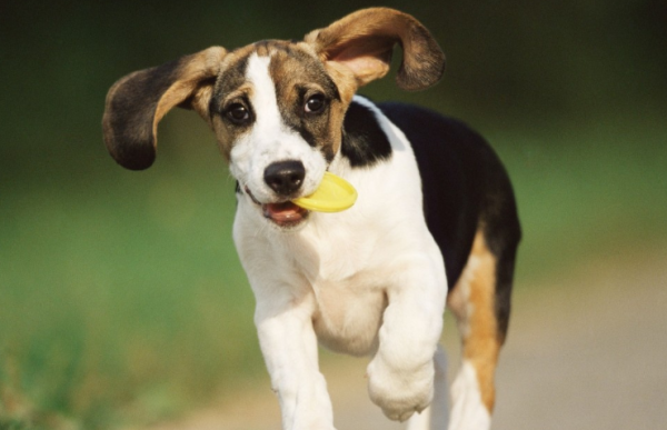 How old is a dog equivalent to a person?