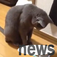 The cat lowers his head and eats, and the little hamster automatically runs in to help add food