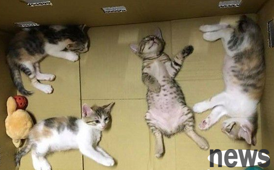 The tabby cat sleeps unconsciously and looks like an uncle and makes netizens laugh