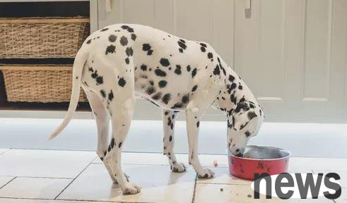 What are the symptoms of a dog s fever? You have to pay attention!