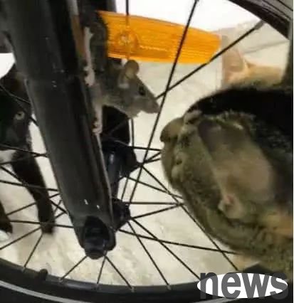 The cat looked at the mouse stuck in the bicycle with a calm look on his face, and the mouse looked panicked!
