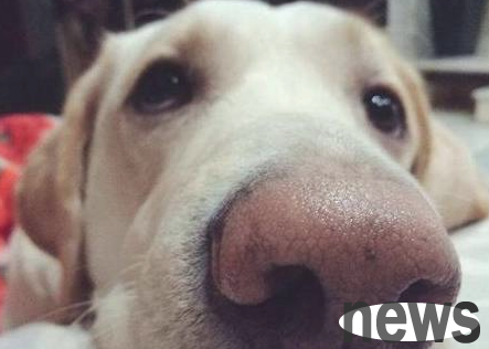 Why don’t the dog’s nose be black? The reason is here ~