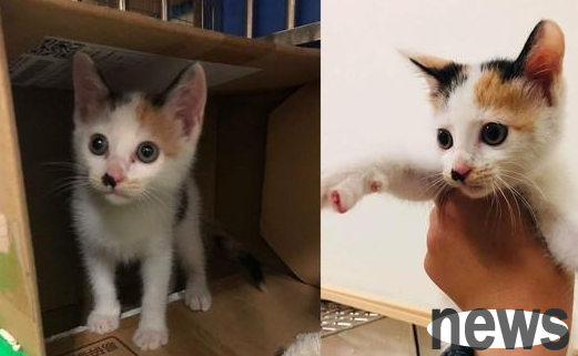 There are already eleven pets at home, but they accidentally picked up two three-cat cats, and they still choose to collect them.
