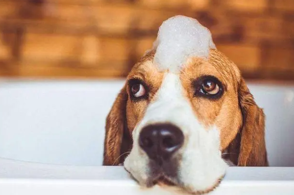 The beginner s poop shoveler looked over and saw what method does the dog use to take a bath?