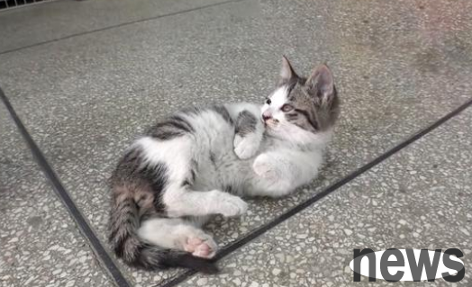 The stray cat who comes to the door to ask for fish every day, but chooses to take it away when facing the delicious food, because it is a mother