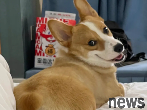 You have children, don’t know which dog to raise? These dogs must have what you want
